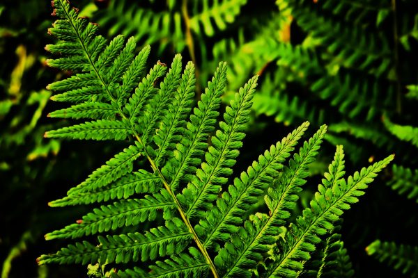 fern-leaf-country fern-leaf-country