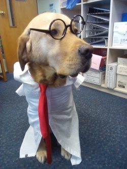 Every Office Needs A Dog (like Ernie)!